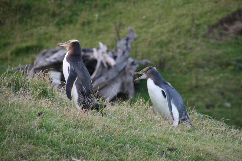 Nieuw-Zeeland 2011 - 2053